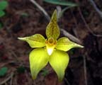 Kalbarri Cowslip Orchid (Caladenia flava susps. maculata)