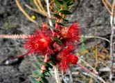 Scarlet Featherflowers (Verticordia grandis)