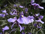 Purple Bladderwort, Utricularia dichotoma, Lentibulariaceae, semi-aquatic perennial