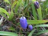 Blue Flax Lily, Dianella tasmanica