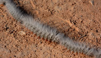 processionary caterpillars (Thaumetopoeidae)