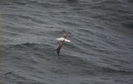 Wandering Albatross, Snowy Albatross or White-winged Albatross (Diomedea exulans)