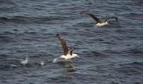 Black-browed Albatross (Thalassarche melanophrys), also known as the Black-browed Mollymawk