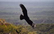 Cóndor (Vultur gryphus)
