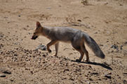 Patagonian Grey Fox, Pseudalopex gymnocercus