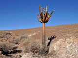 Cactus Candelabro (Browningia candelaris)